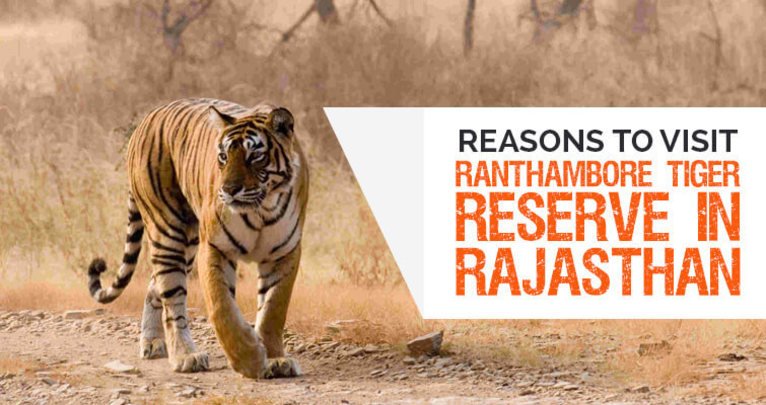 Ranthambore Tiger Reserve in Rajasthan